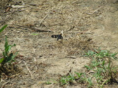 Hyperalonia morio morio