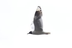 Chroicocephalus serranus