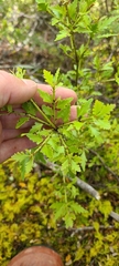 Phyllocladus alpinus