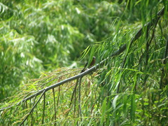 Poospiza nigrorufa