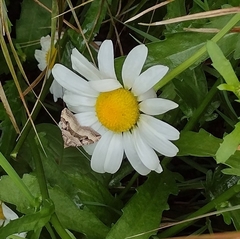 Xanthorhoe semifissata