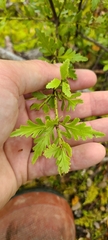 Phyllocladus alpinus