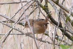 Cistothorus platensis