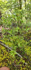 Phyllocladus alpinus