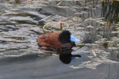 Oxyura ferruginea