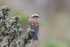 Ochthoeca fumicolor