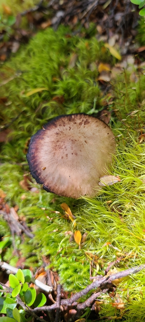 Common Gilled Mushrooms And Allies From Arthurs Pass Arthurs Pass