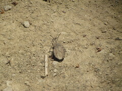 Spartocera