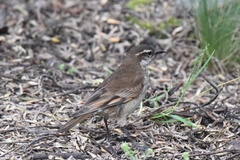 Cinclodes albidiventris