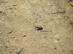 Spartocera