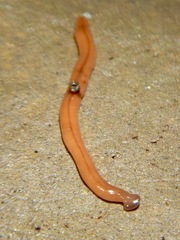 Bipalium adventitium