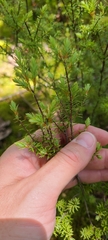 Leptecophylla juniperina