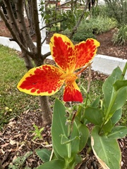 Canna × generalis