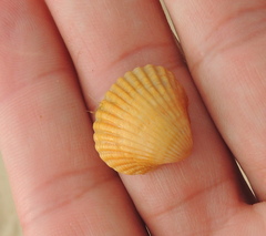 Mollusca