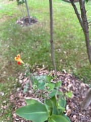 Canna × generalis