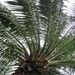 Oil Palms - Photo (c) guzhengman, some rights reserved (CC BY-NC-ND)