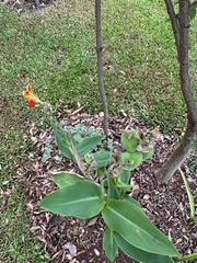 Canna × generalis