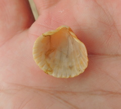 Mollusca