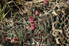 Mammillaria magnimamma