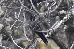 Chalcostigma stanleyi