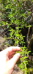 Coprosma linariifolia