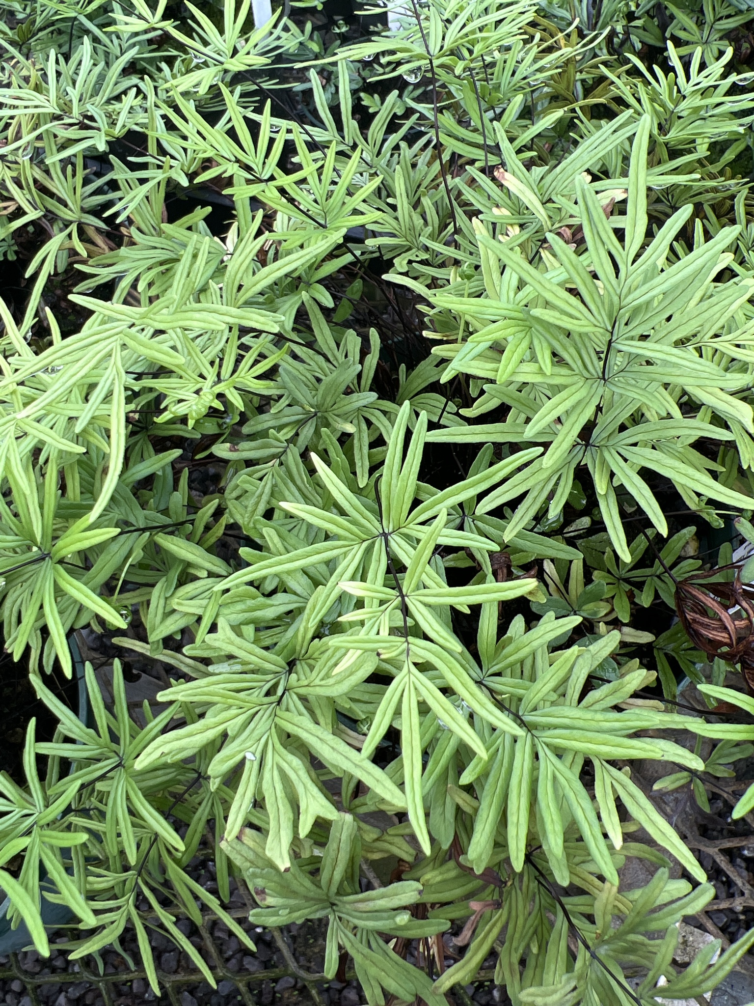 Doryopteris decora