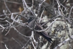 Chalcostigma stanleyi