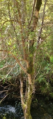 Coprosma linariifolia