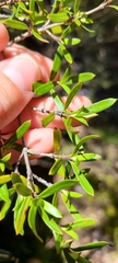 Coprosma linariifolia