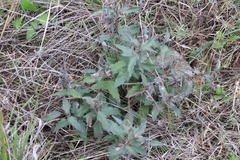 Wedelia hispida