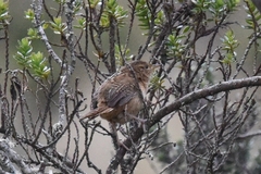 Cistothorus platensis