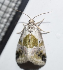 Maliattha synochitis