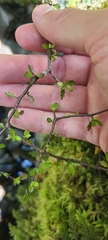 Pittosporum divaricatum