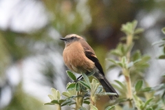 Ochthoeca fumicolor