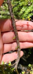 Pittosporum divaricatum