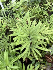Doryopteris decora