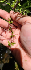 Pittosporum divaricatum