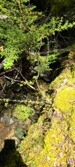 Pittosporum divaricatum