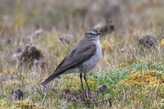 Muscisaxicola alpinus