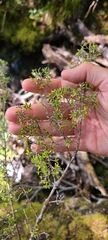 Coprosma microcarpa
