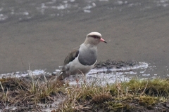 Vanellus resplendens