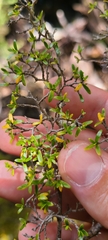 Coprosma microcarpa