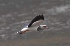 Vanellus resplendens