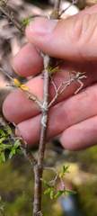 Coprosma microcarpa