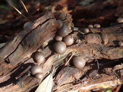 Lycogala epidendrum
