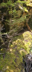 Coprosma microcarpa