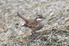 Cinclodes albidiventris