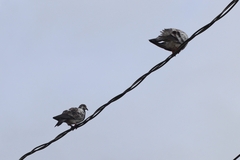 Columba livia domestica