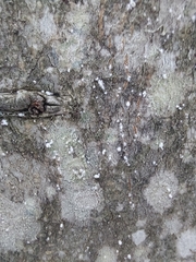 Cryptococcus fagisuga