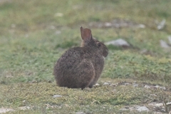 Sylvilagus andinus
